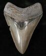 Razor Sharp Megalodon Tooth - Good Quality #16236-1